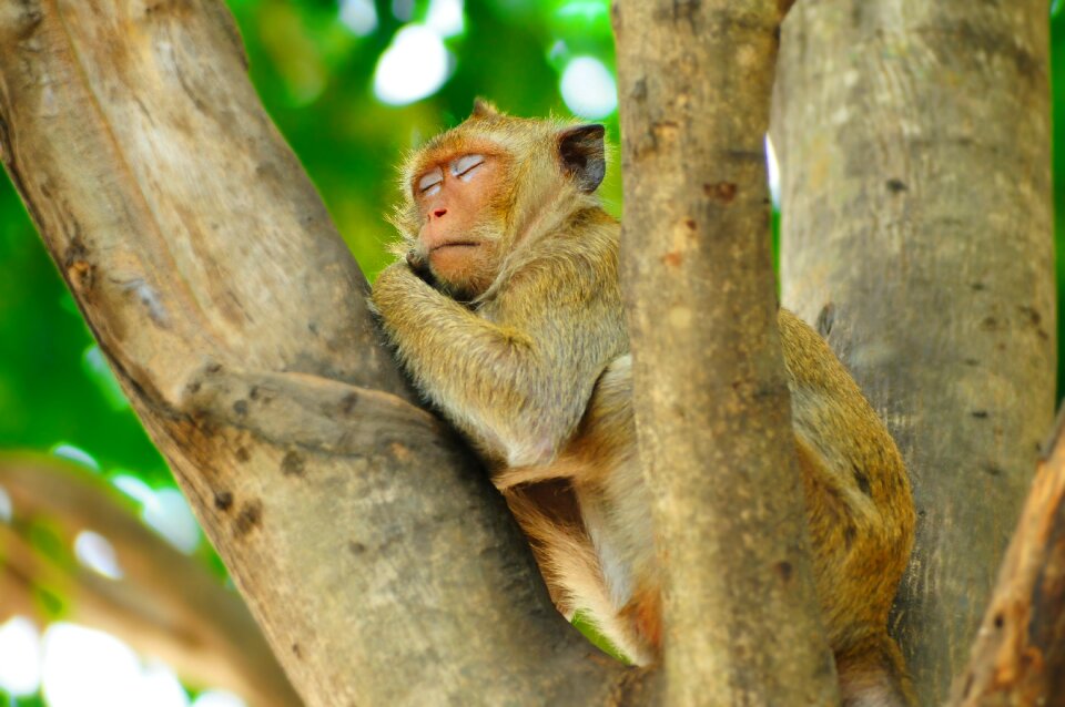 Nature tree animal photo