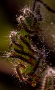 Colony insects drops