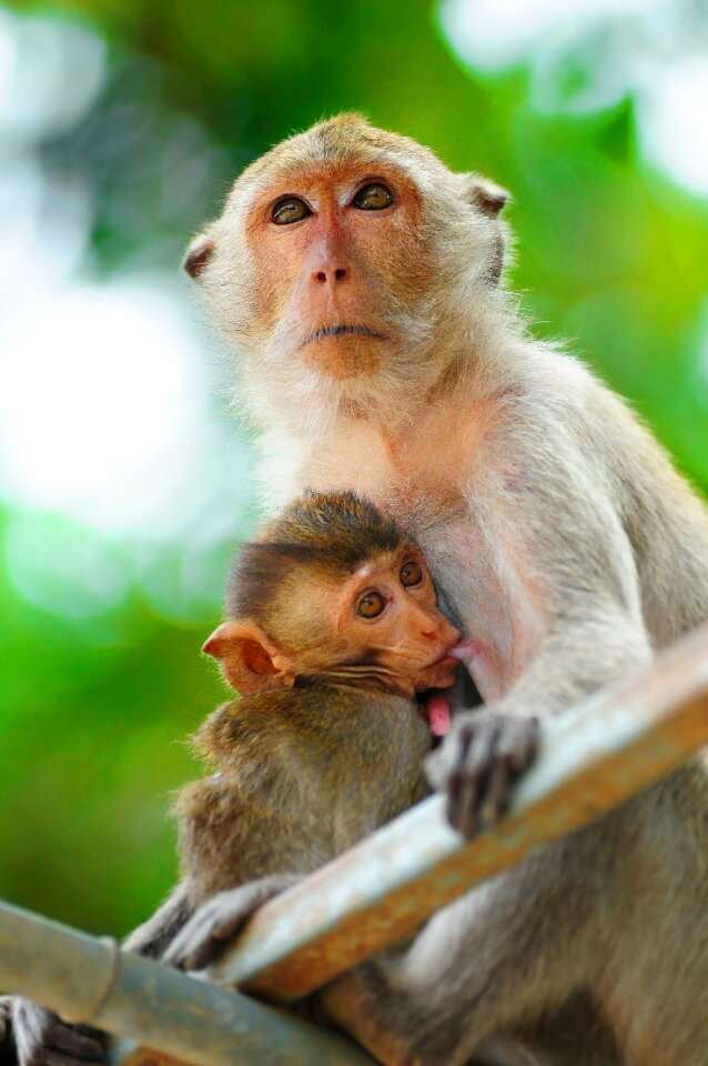 Wildlife ape animal