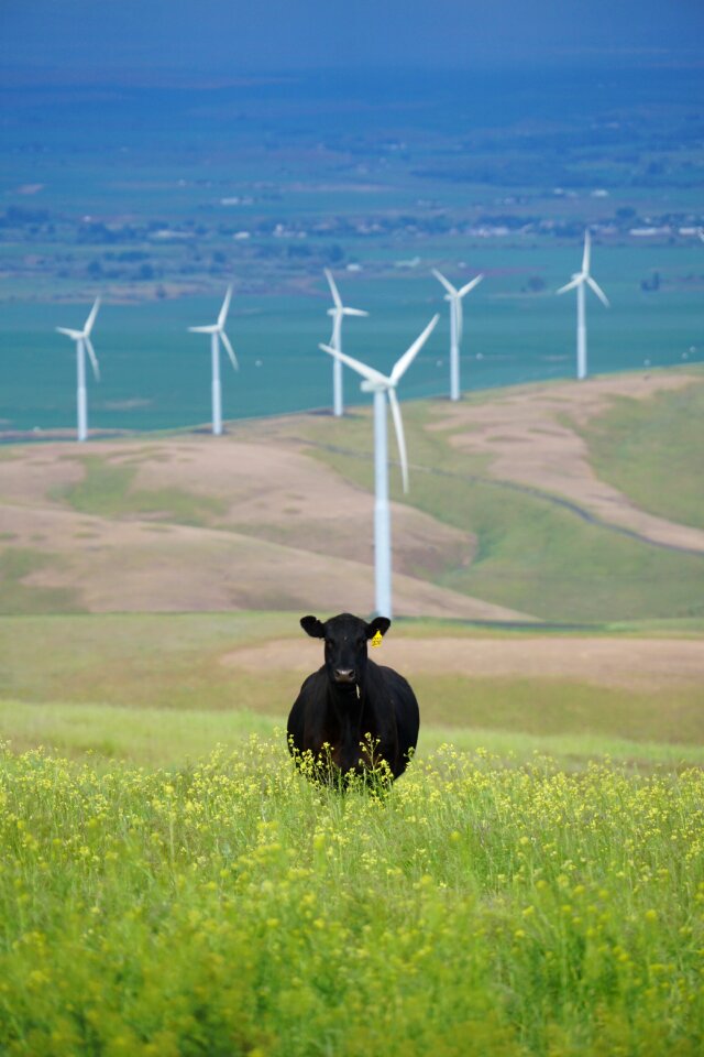 Cow cattle field