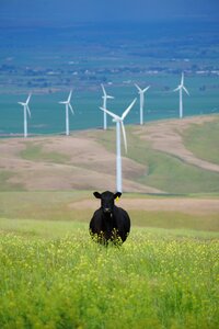 Cow cattle field