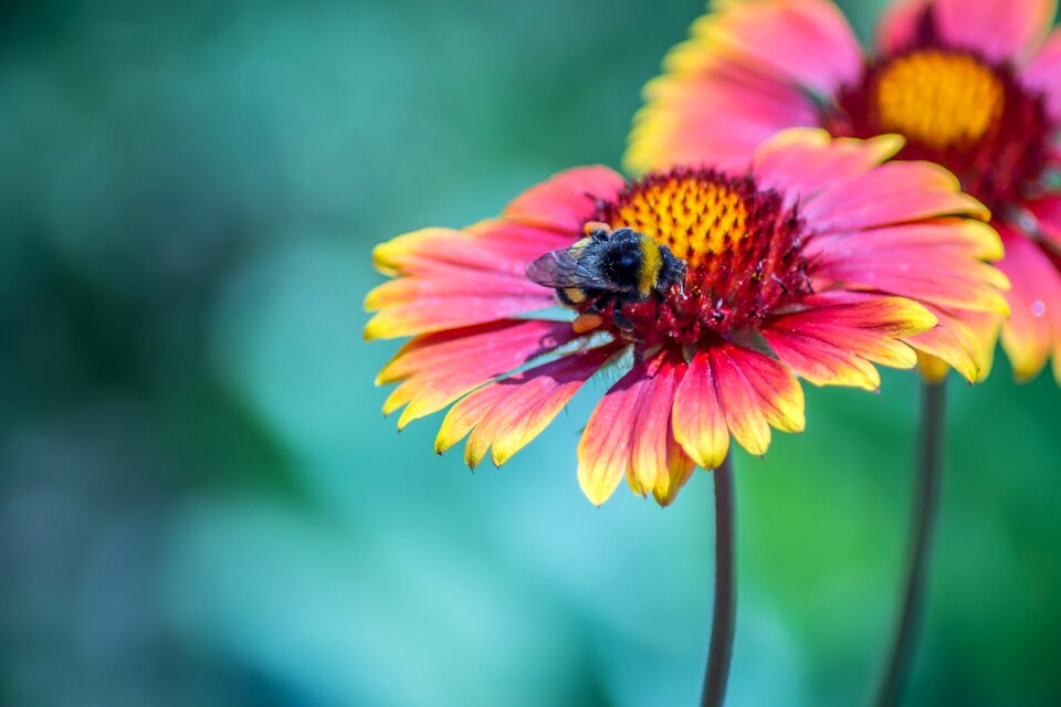 Summer garden outdoors