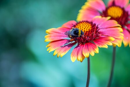 Summer garden outdoors