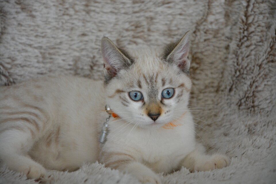 Cute feline cat eyes