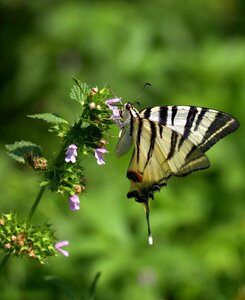 Insecta flower nature photo