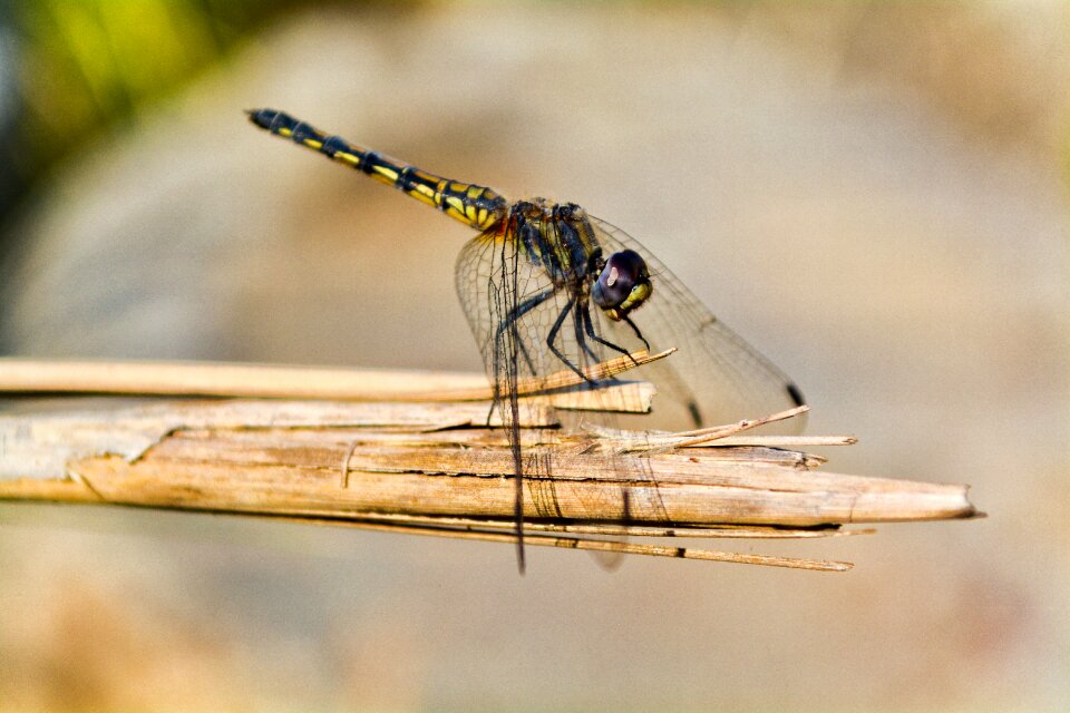 Nature summer animal