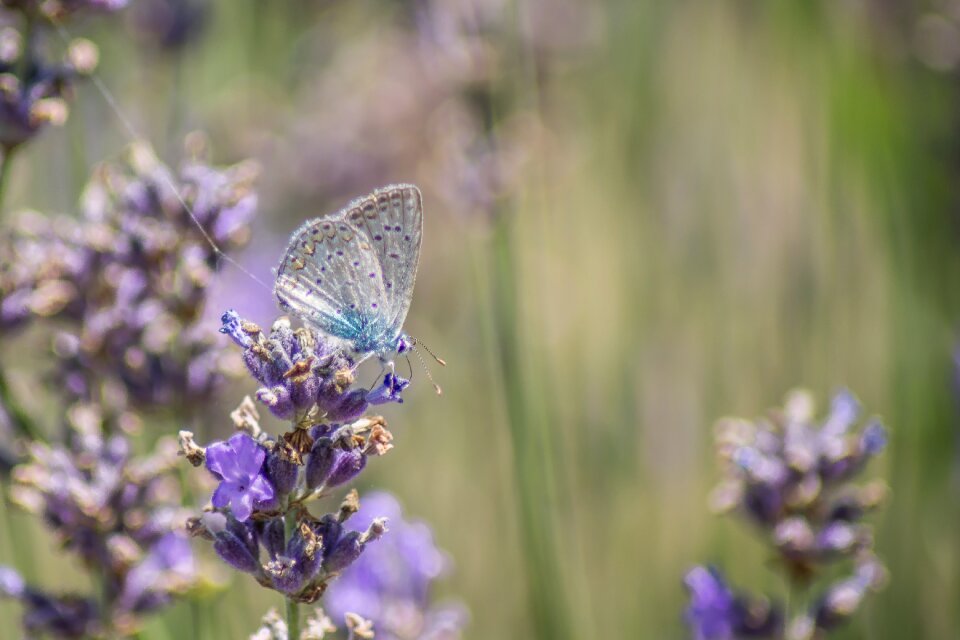 Outdoors summer lavender color