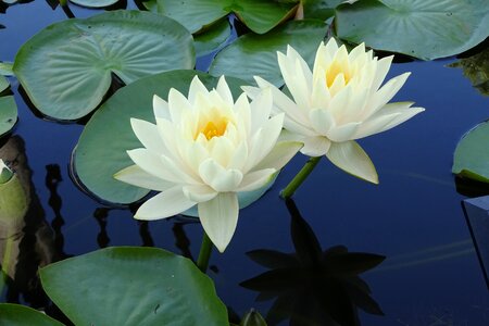 Water lily the aqueous plant pond