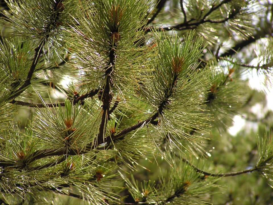 Green branch fir