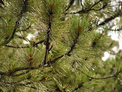 Green branch fir photo