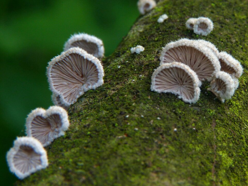 Mushroom nature no one