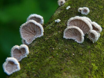 Mushroom nature no one photo