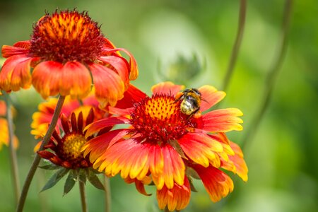 Summer insect garden