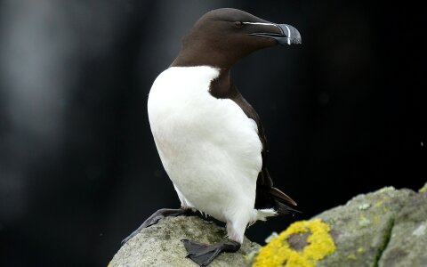Bird sea scotland