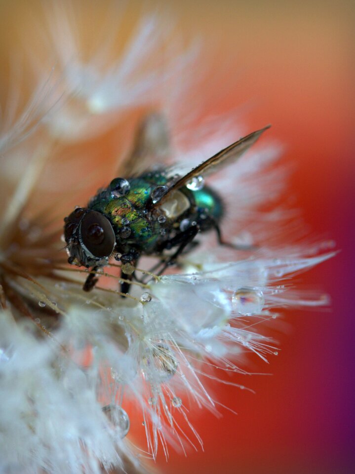 Macro wet water