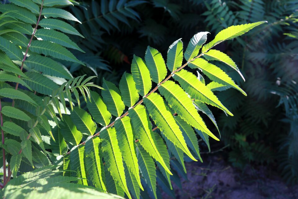 Plant sunshine shrubs