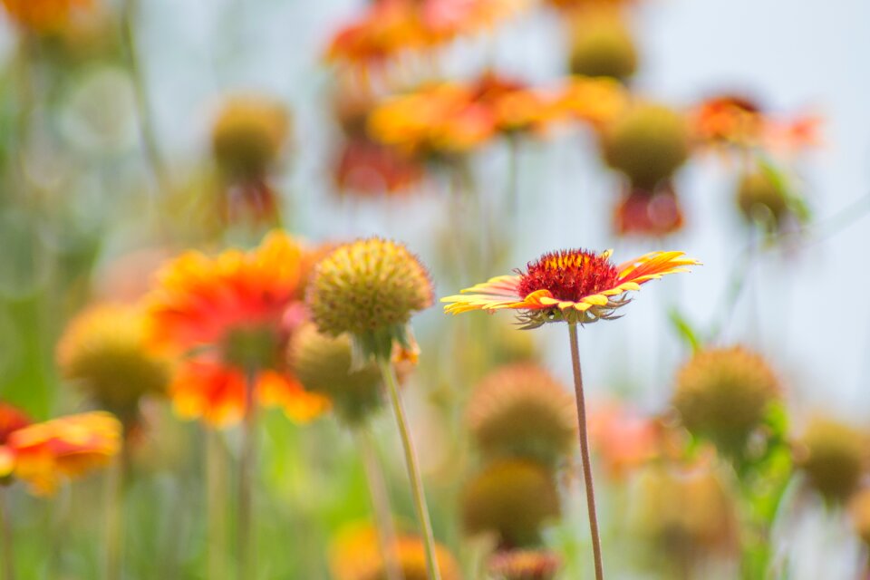 Summer field floral photo