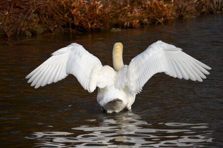 Waters lake swan photo