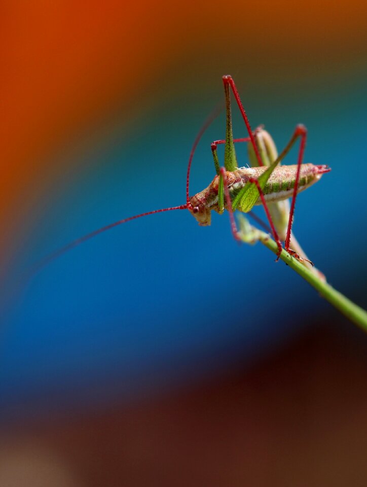 Rest coloring insecta