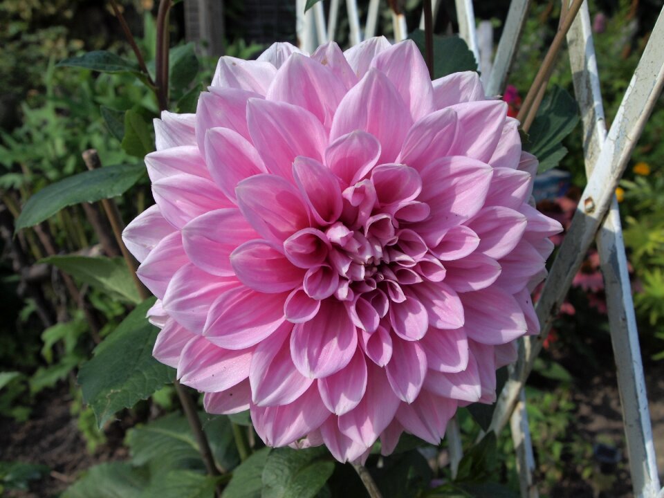 Plant garden dahlia