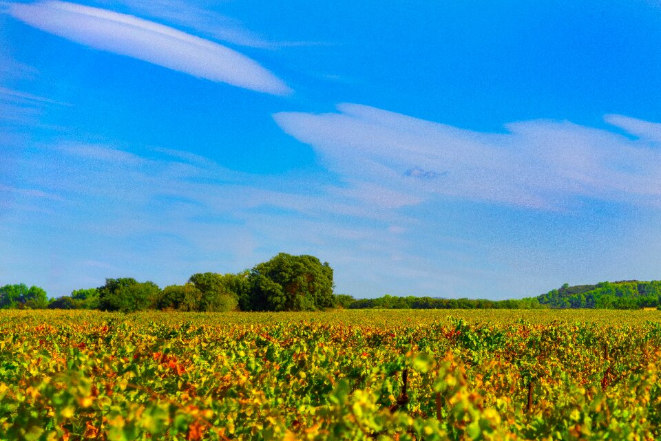 Color beaucaire red