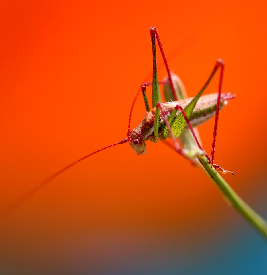 Rest coloring insecta