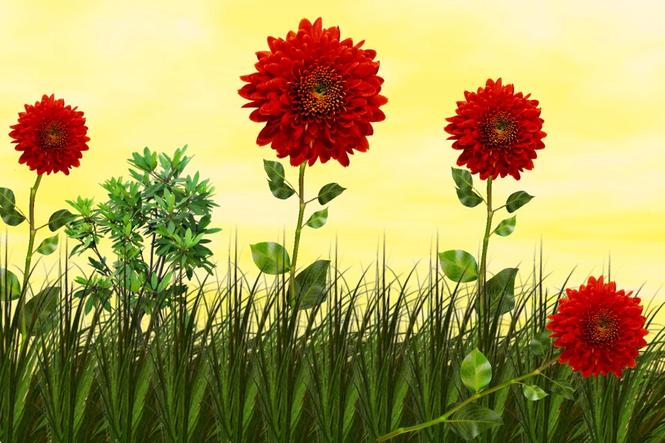 Field summer flowers