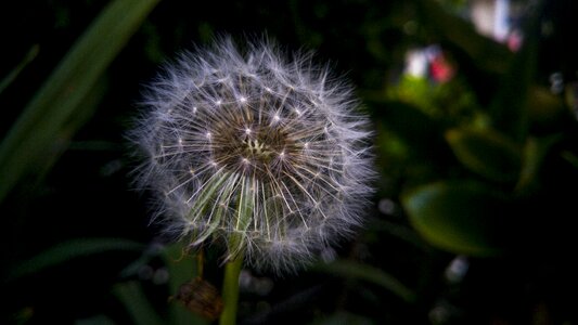 Nature flower taraxacum