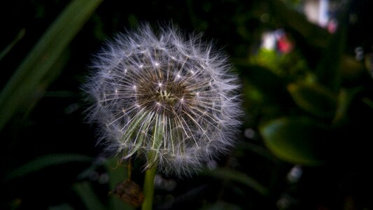 Nature flower taraxacum photo