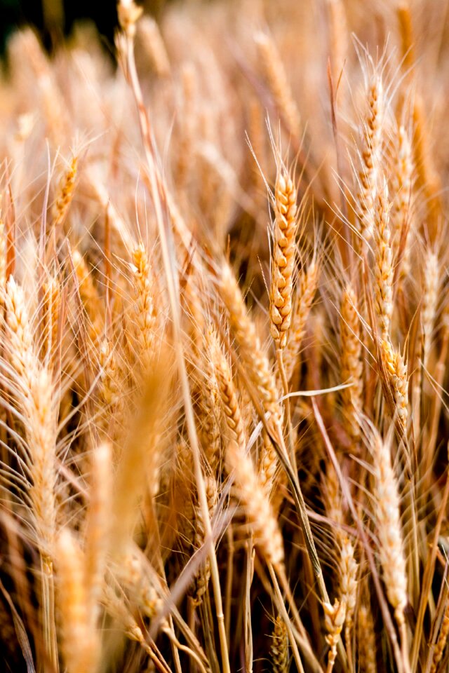 Bread cereal straw