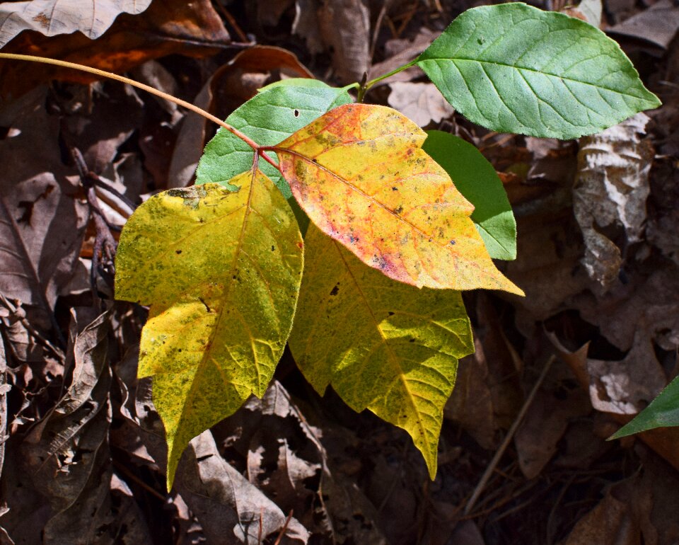 Spring leaves poison