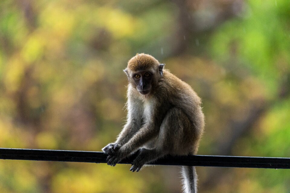 Nature animal thailand