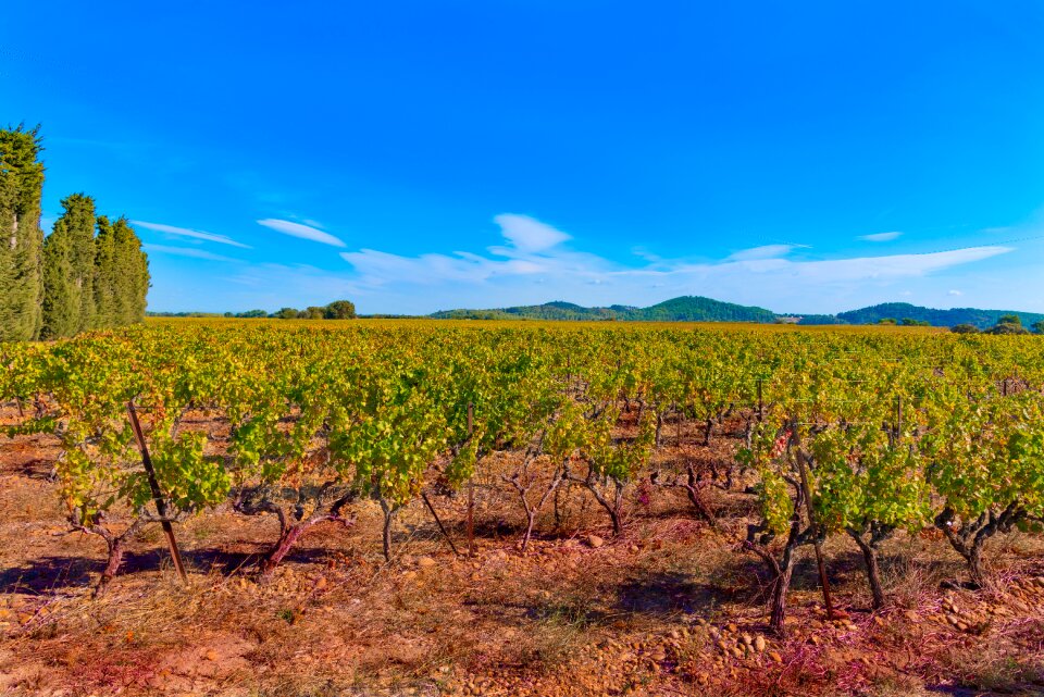 Color beaucaire red