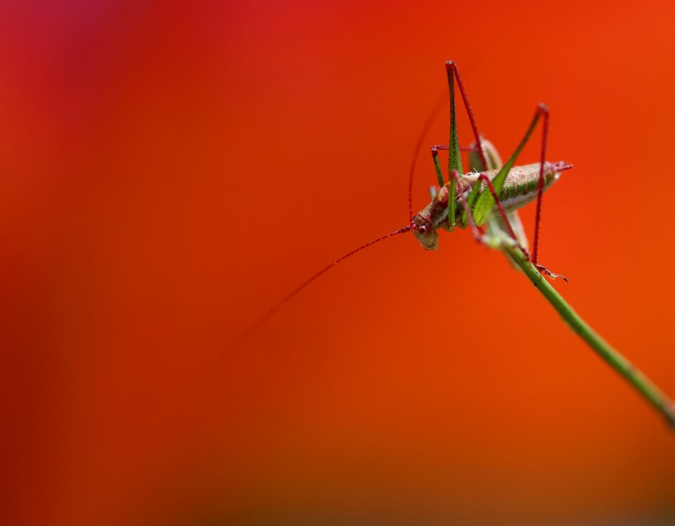 Rest coloring insecta