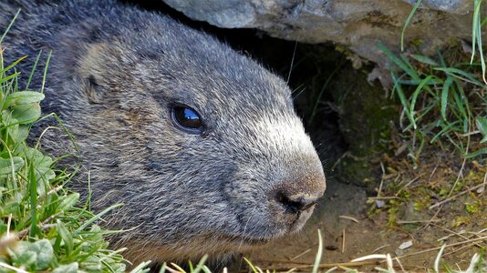 Marmot head fauna photo