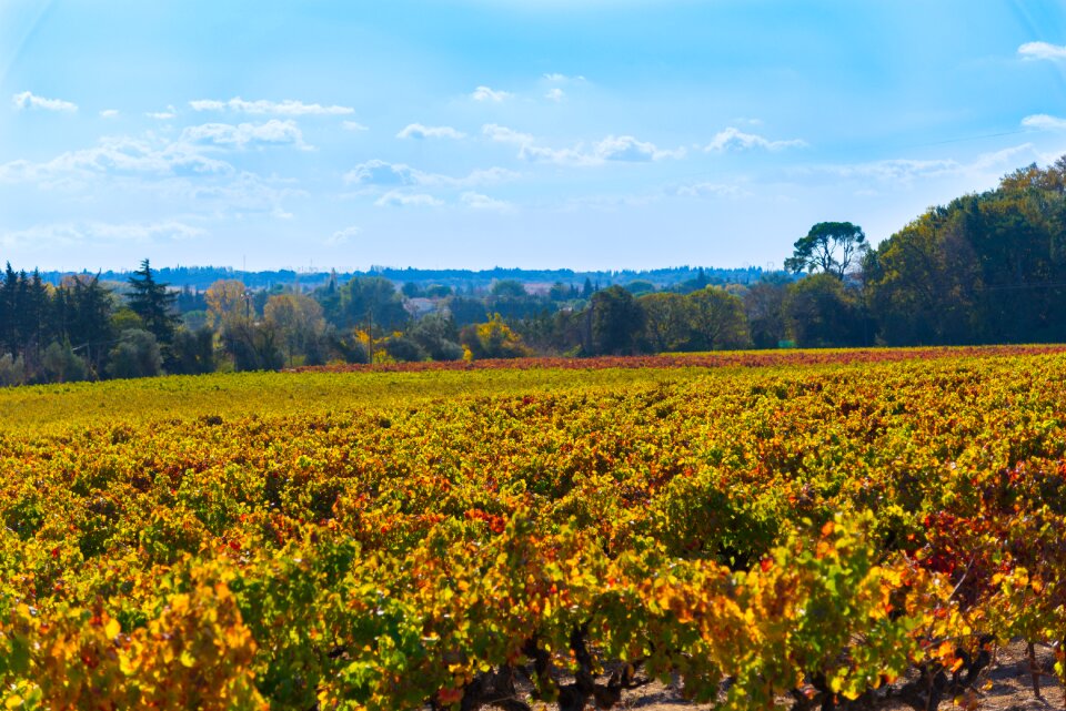 Color beaucaire red