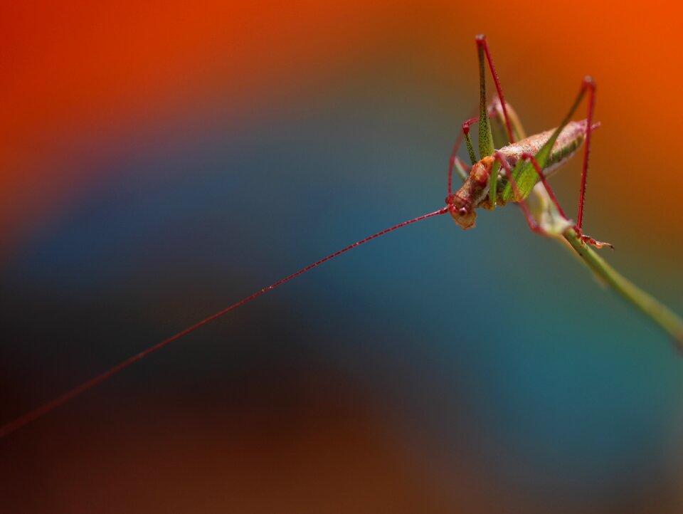 Rest coloring insecta