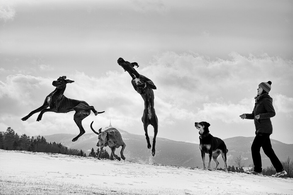 Great dane dog jump dogs