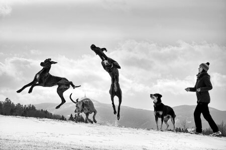 Great dane dog jump dogs