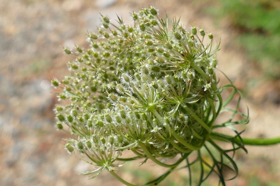 Plant flora bush