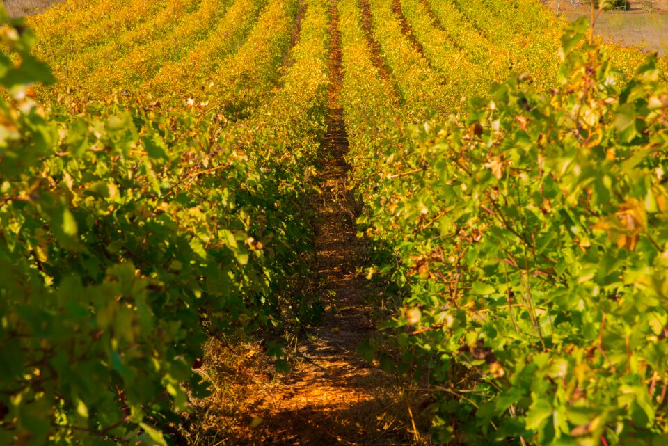 Color beaucaire red
