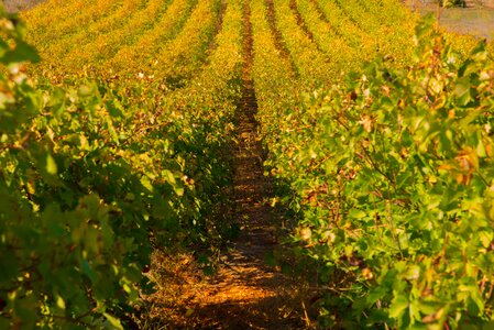 Color beaucaire red photo