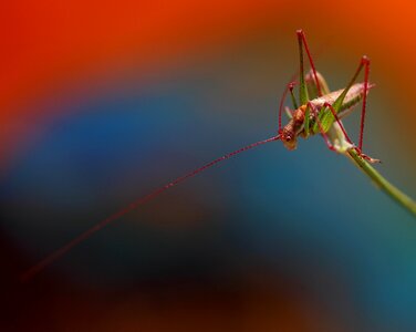 Rest coloring insecta