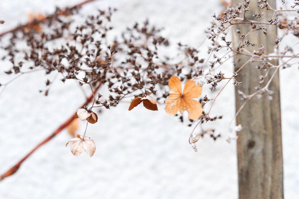 Stems branches petals