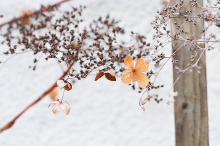 Stems branches petals