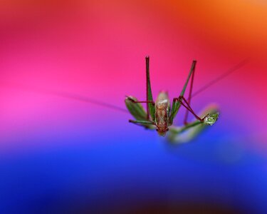 Rest coloring insecta