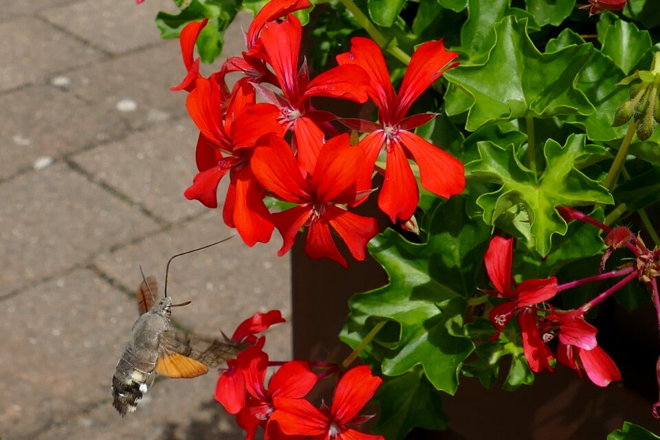 Drinking power supply nectar