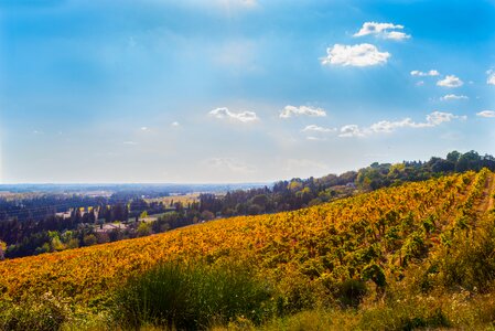 Color beaucaire red photo