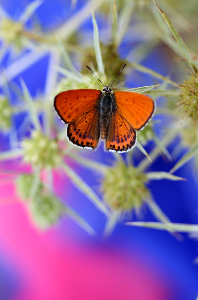Insecta flower coloring