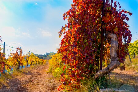 Color beaucaire red